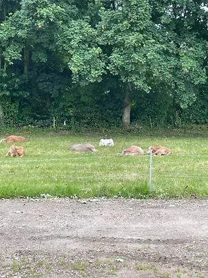 Hojmosegard Vaerelse 4 ווארדה